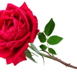 Różaniec świętych - nie jesteś sam